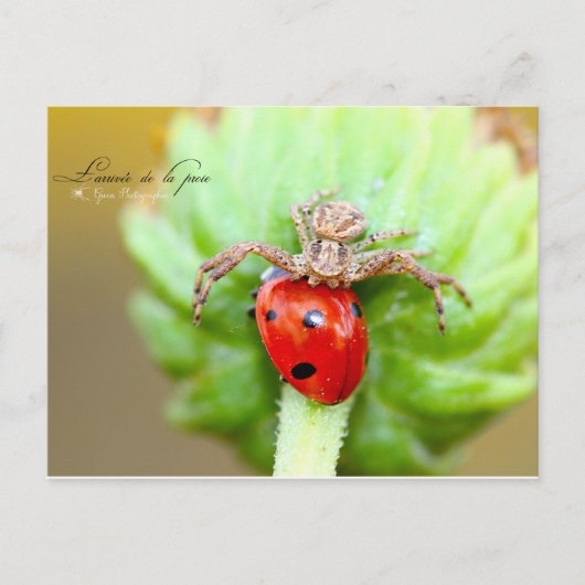 L'arrivée de la proie briefkaart (Voorkant)