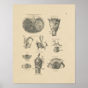 Larynx Anatomy 1880 Afdruk Poster