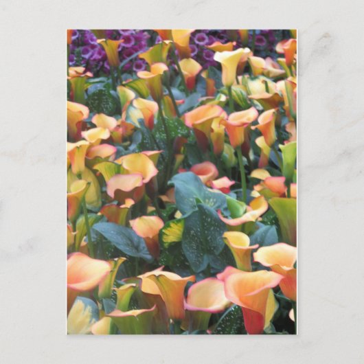 Las Vegas Butterfly Garden Flower lieveheersbeestj Briefkaart (Voorkant)