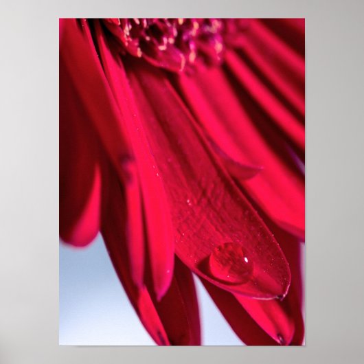 Lass Blüten Sprechen Poster (Voorkant)