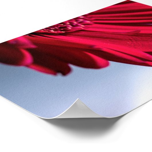 Lass Blüten Sprechen Poster (Hoek)