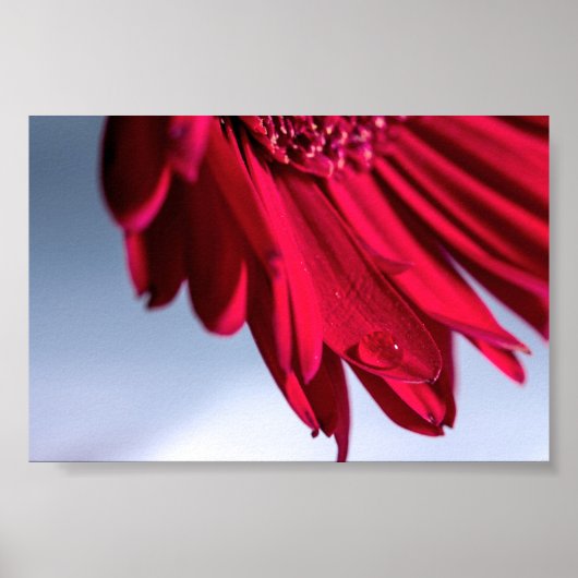 Lass Blüten Sprechen Poster (Voorkant)