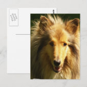 Lassie Collie Briefkaart (Voorkant / Achterkant)