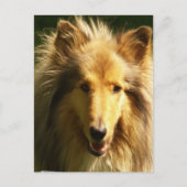 Lassie Collie Briefkaart (Voorkant)