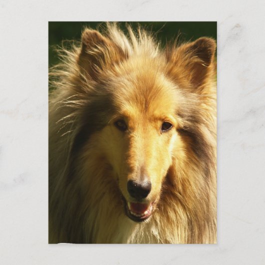 Lassie Collie Briefkaart (Voorkant)