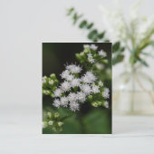 Late bloeiende boneset White Wildflower Briefkaart (Staand voorkant)
