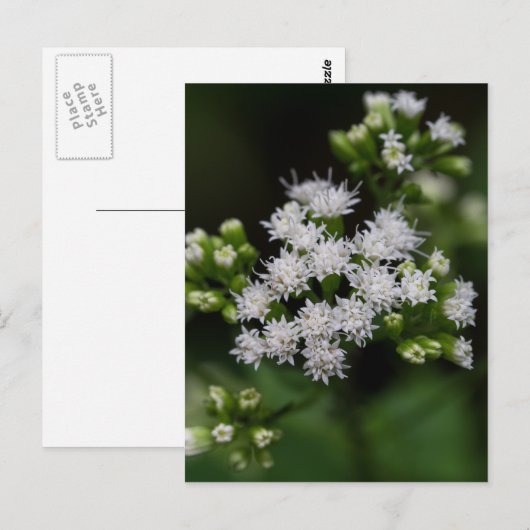 Late bloeiende boneset White Wildflower Briefkaart (Voorkant / Achterkant)