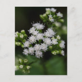 Late bloeiende boneset White Wildflower Briefkaart (Voorkant)