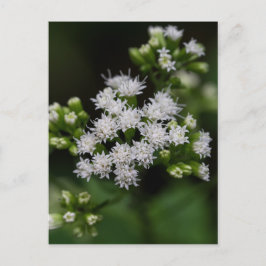 Late bloeiende boneset White Wildflower Briefkaart