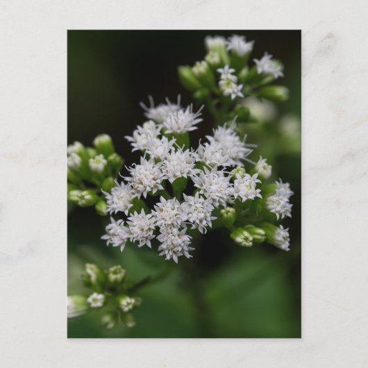 Late bloeiende boneset White Wildflower Briefkaart (Voorkant)