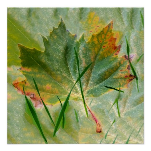 Late herfst perfect poster (Voorkant)