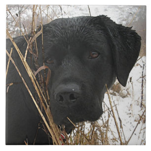 Late Season Hunt - Black Lab - Labrador Tegeltje