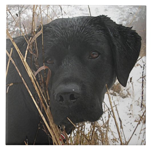 Late Season Hunt - Black Lab - Labrador Tegeltje (Voorkant)