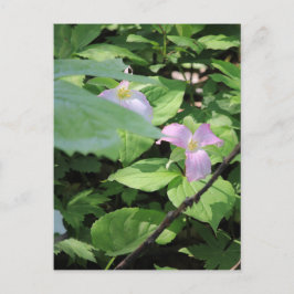 Late Season Trillium Briefkaart