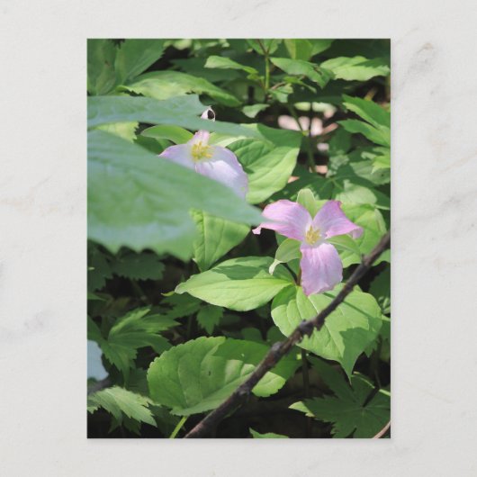 Late Season Trillium Briefkaart (Voorkant)