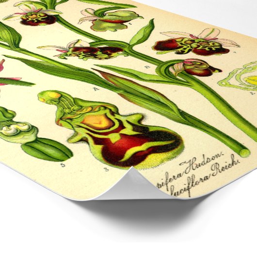 Late Spider Orchid (Ophrys fuciflora) Poster (Hoek)