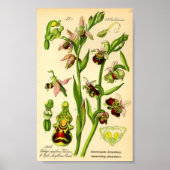 Late Spider Orchid (Ophrys fuciflora) Poster (Voorkant)