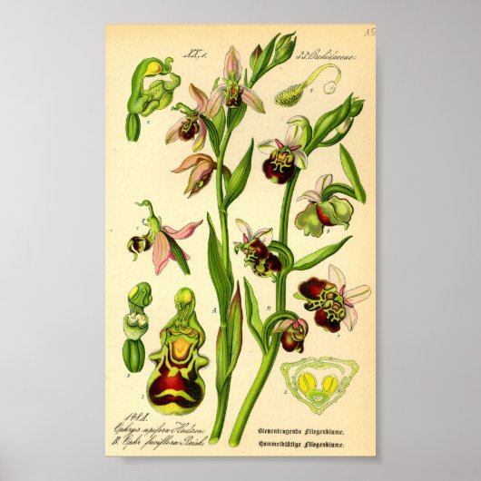 Late Spider Orchid (Ophrys fuciflora) Poster (Voorkant)
