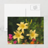 Late Summer Daylilies Briefkaart (Voorkant / Achterkant)