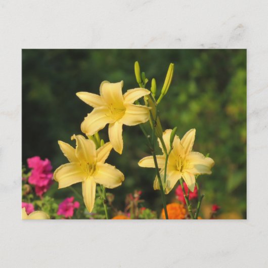 Late Summer Daylilies Briefkaart (Voorkant)