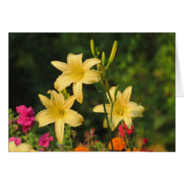 Late Summer Fling - Daylilies