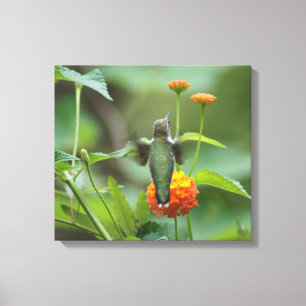 Late Summer Hummer Canvas Afdruk