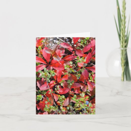 Late Summer in Alaska - 4" x 5.6" Notecard Kaart (Voorkant)