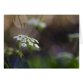 Late Summer Lace
