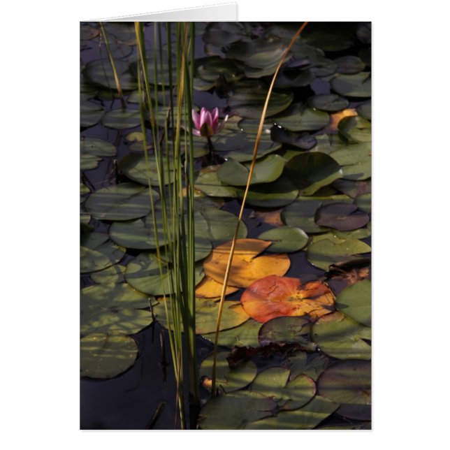Late Summer Lilly Pond (Voorkant)