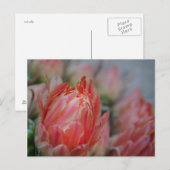 Late Summers bounty Briefkaart (Voorkant / Achterkant)