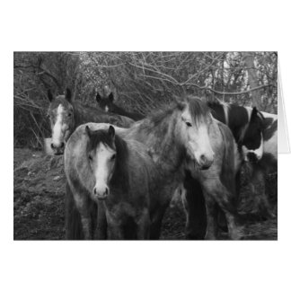 Laten we allemaal de Conga doen! door CatMac