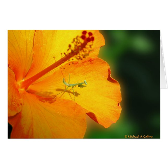 Laten we bidden (Voorkant Horizontaal)