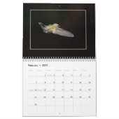 Laten we kolibries vieren kalender (Feb 2027)