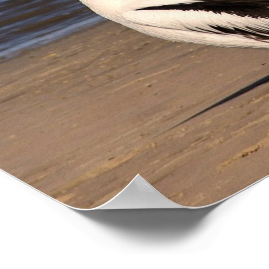 "Laten we kus en make up" Pelicans op het strand Poster (Hoek)