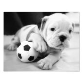 Laten we Soccer spelen! Engelse bulldog Puppy Foto Afdruk (Voorkant)