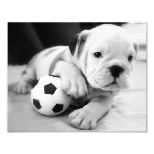 Laten we Soccer spelen! Engelse bulldog Puppy Foto Afdruk (Voorkant)
