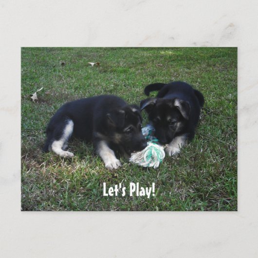 Laten we spelen! Briefkaart Shepherd Puppy (Voorkant)