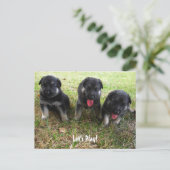 Laten we spelen! Briefkaart Shepherd Puppy (Staand voorkant)