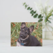Laten we spelen! Briefkaart Shepherd Puppy (Staand voorkant)