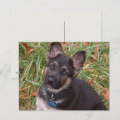 Laten we spelen! Briefkaart Shepherd Puppy (Voorkant / Achterkant)