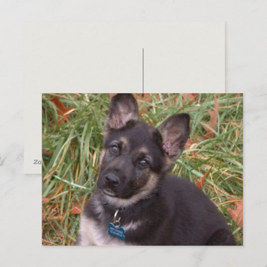 Laten we spelen! Briefkaart Shepherd Puppy (Voorkant / Achterkant)
