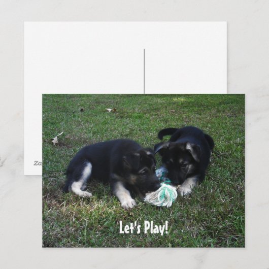 Laten we spelen! Briefkaart Shepherd Puppy (Voorkant / Achterkant)