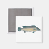 Lateral Striped Pike Cichlid Magneet (Voorkant / Achterkant)