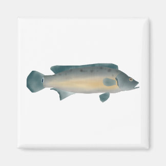 Lateral Striped Pike Cichlid Magneet