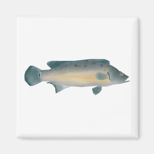 Lateral Striped Pike Cichlid Magneet (Voorkant)