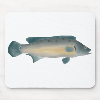 Lateral Striped Pike Cichlid Muismat