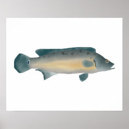 Laterale Gestreepte Snoek Cichlide Poster