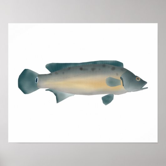 Laterale Gestreepte Snoek Cichlide Poster (Voorkant)