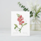 Lathyrus latifolius briefkaart (Staand voorkant)