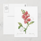 Lathyrus latifolius briefkaart (Voorkant / Achterkant)